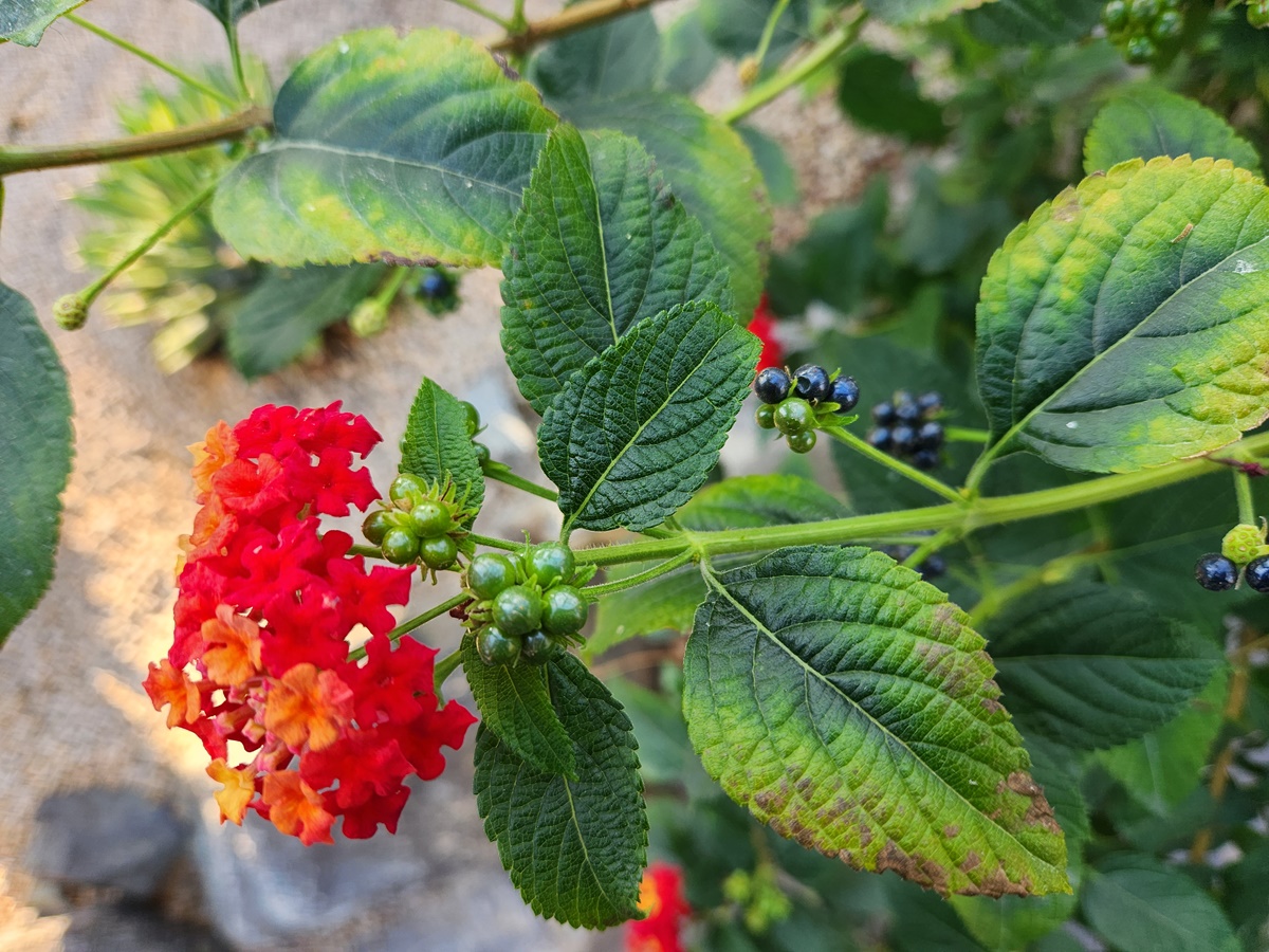 란타나 Lantana