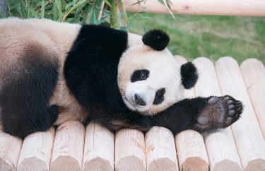 푸바오 송환 마지막 모습