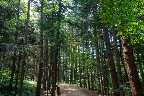 오대산 전나무숲길 이미지 / 출처: 서울시 50플러스포털