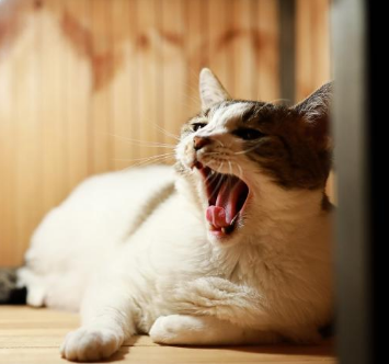 반려동물 절대 먹이면 안되는음식