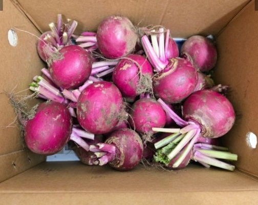 제주-복숭아순무