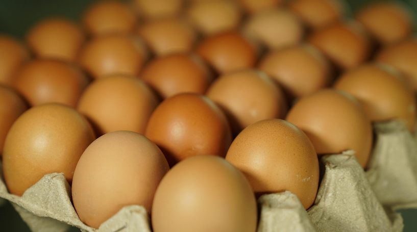 달걀 관련 사진