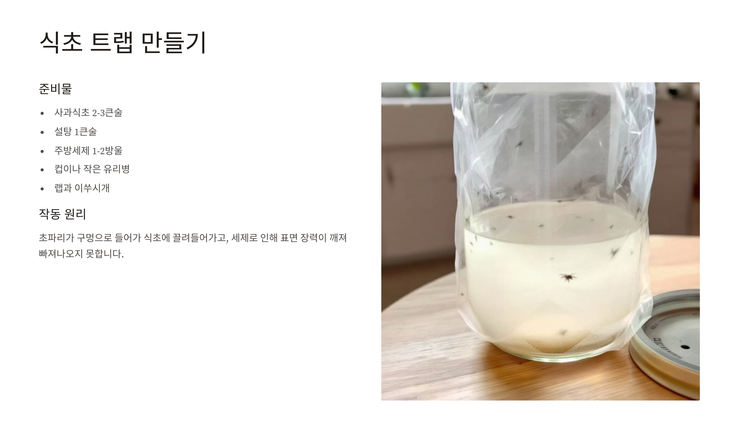 초파리 없애는 방법