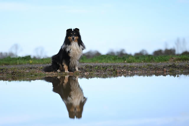 반려동물 등록자 대상