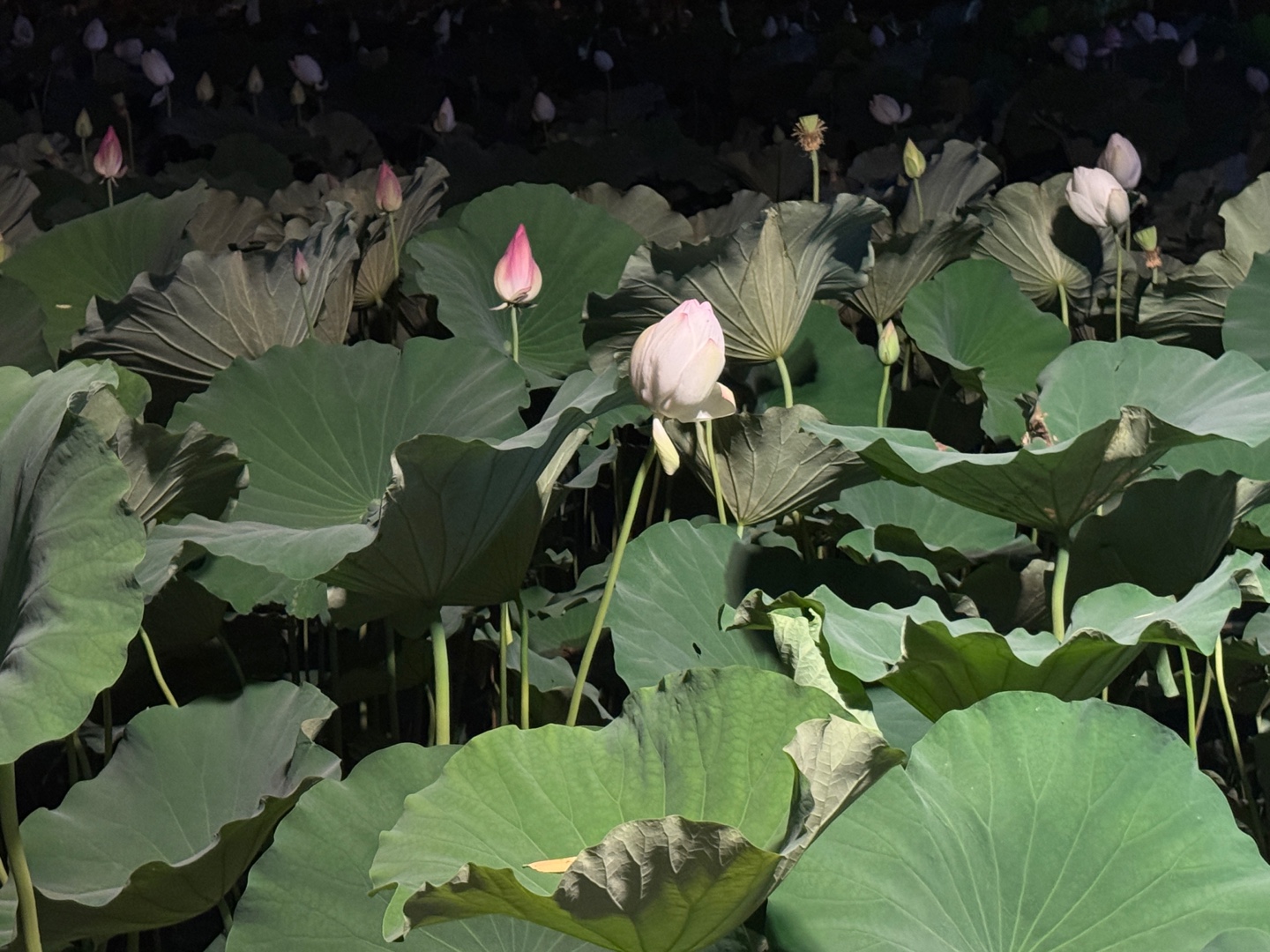 궁남지 연꽃 야경