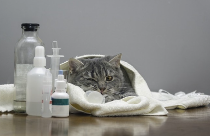 콧물을 내는 아픈 고양이.