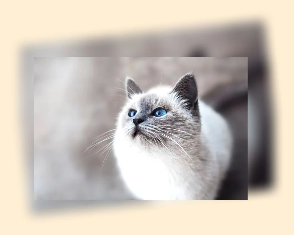 고양이 사료 선택_1_subsection