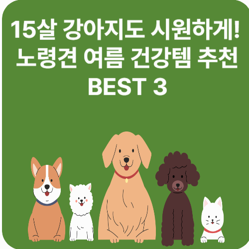 노령견을 위한 여름 건강템 추천