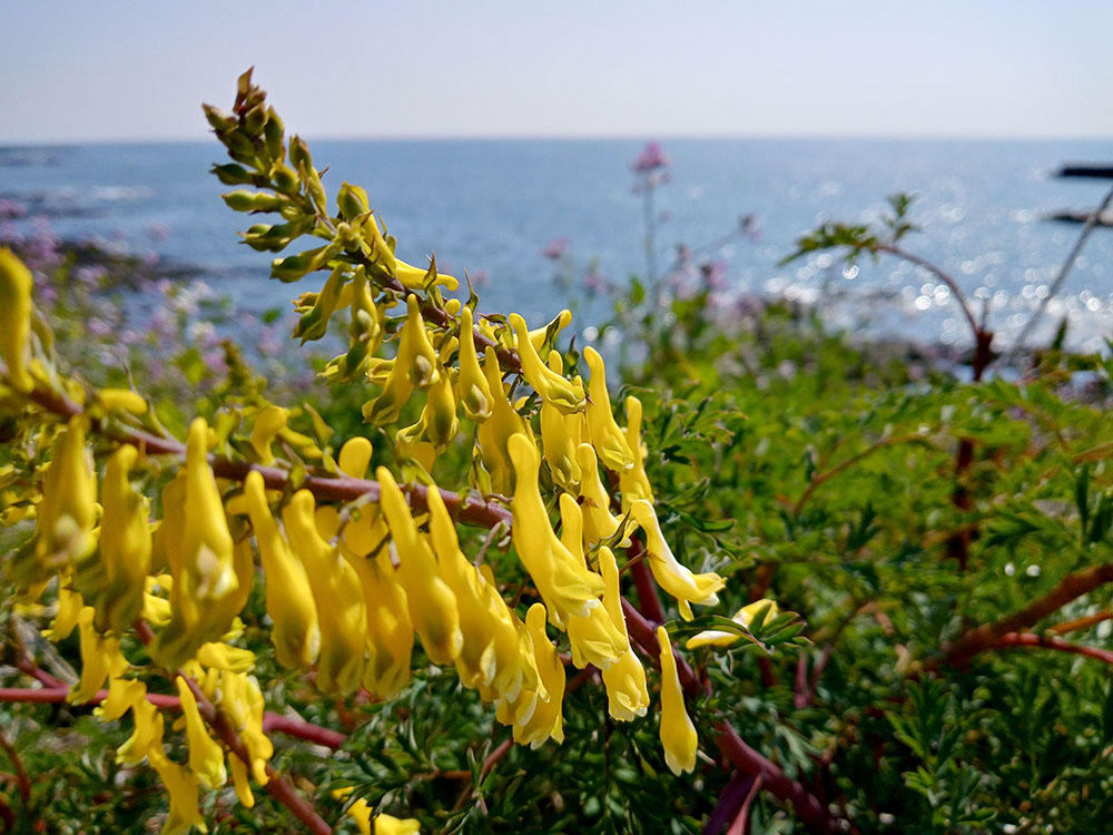 올레3B코스: 괴불주머니