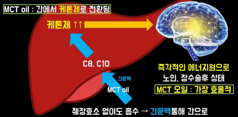 간을 통해 흡수되는 케톤체