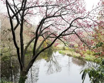 천리포수목원 숙박안내&amp;#44; 목련축제_6