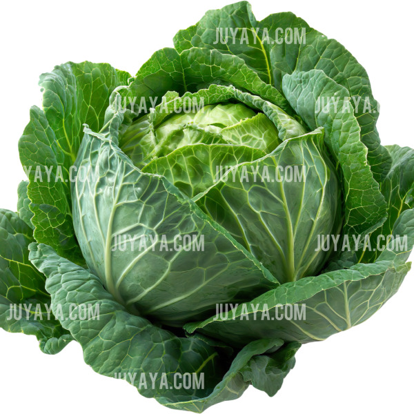양배추 전체 모습&amp;#44; 둥근 형태와 진한 녹색 잎이 신선함을 강조.