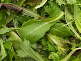 글루타치온 많이든 음식 28