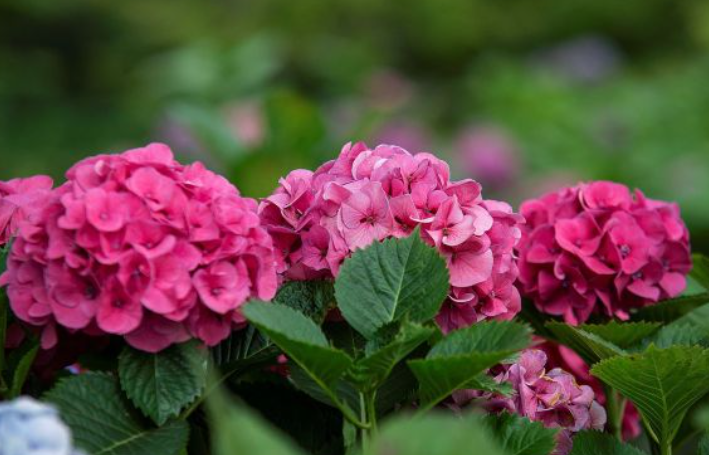 2024 제주도 수국축제 예매 및 입장료 할인 안내