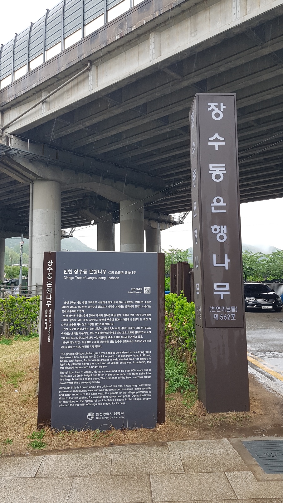 장수동은행나무