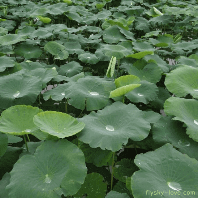 몸에 좋은 연잎차 효능