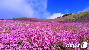 제28회 황매산 철쭉제 기본일정과 프로그램 소개