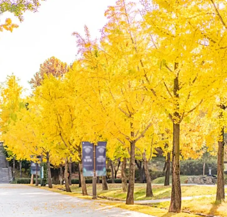 내장산 단풍
