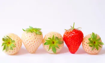 딸기 가격 및 효능 영양성분