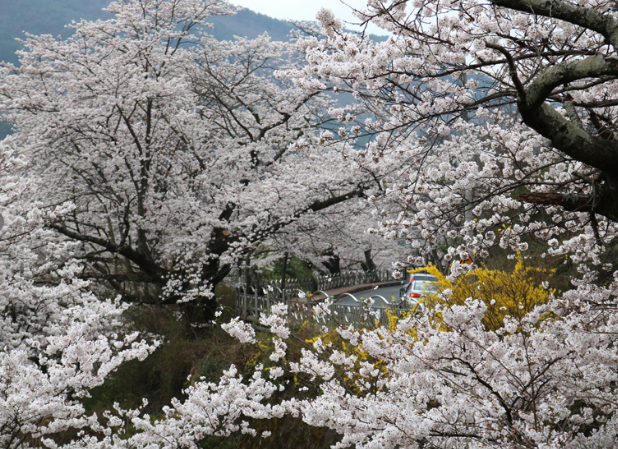 하동 벚꽃 개화상황