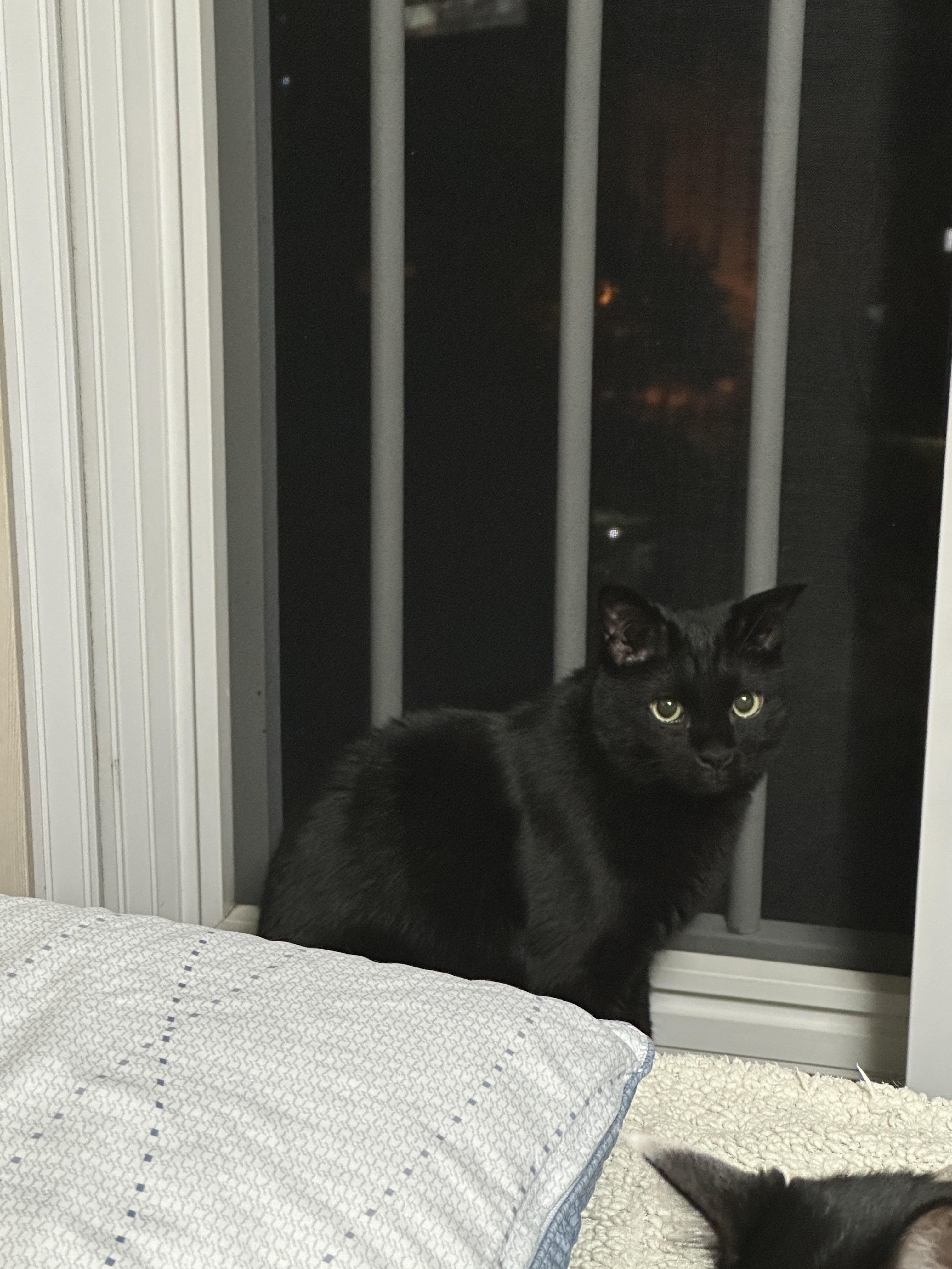 까만고양이의_보호색_위장술