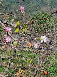 제 3회 문경 사과 꽃 축제 기본일정과 특징 소개