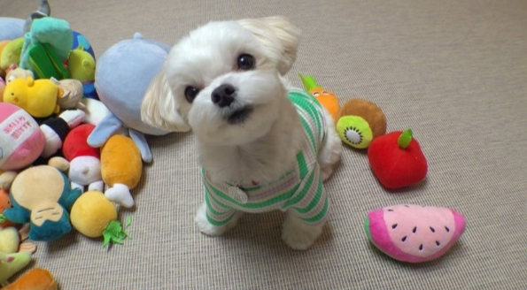 세상에 이런일이 천재견 테리