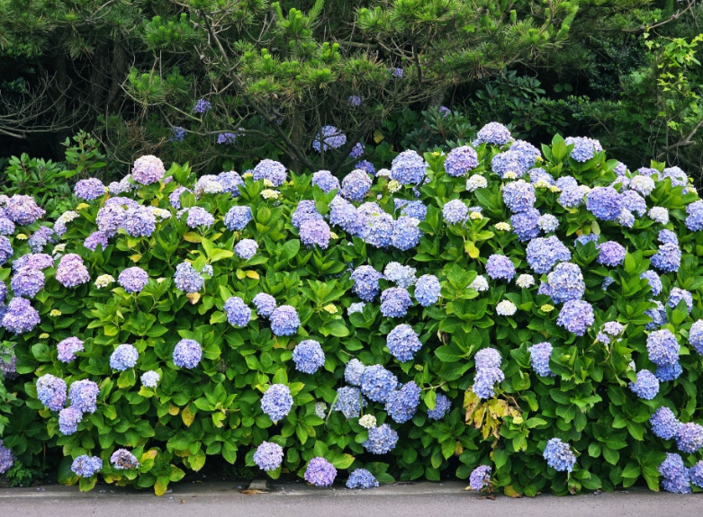 제주 종달리 수국길, 바다와 함께 만나는 여름의 보석길