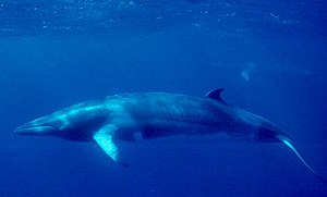 밍크고래 또는 밍키고래(영어: minke whale&#44; lesser rorqual)(자료:위키백과)