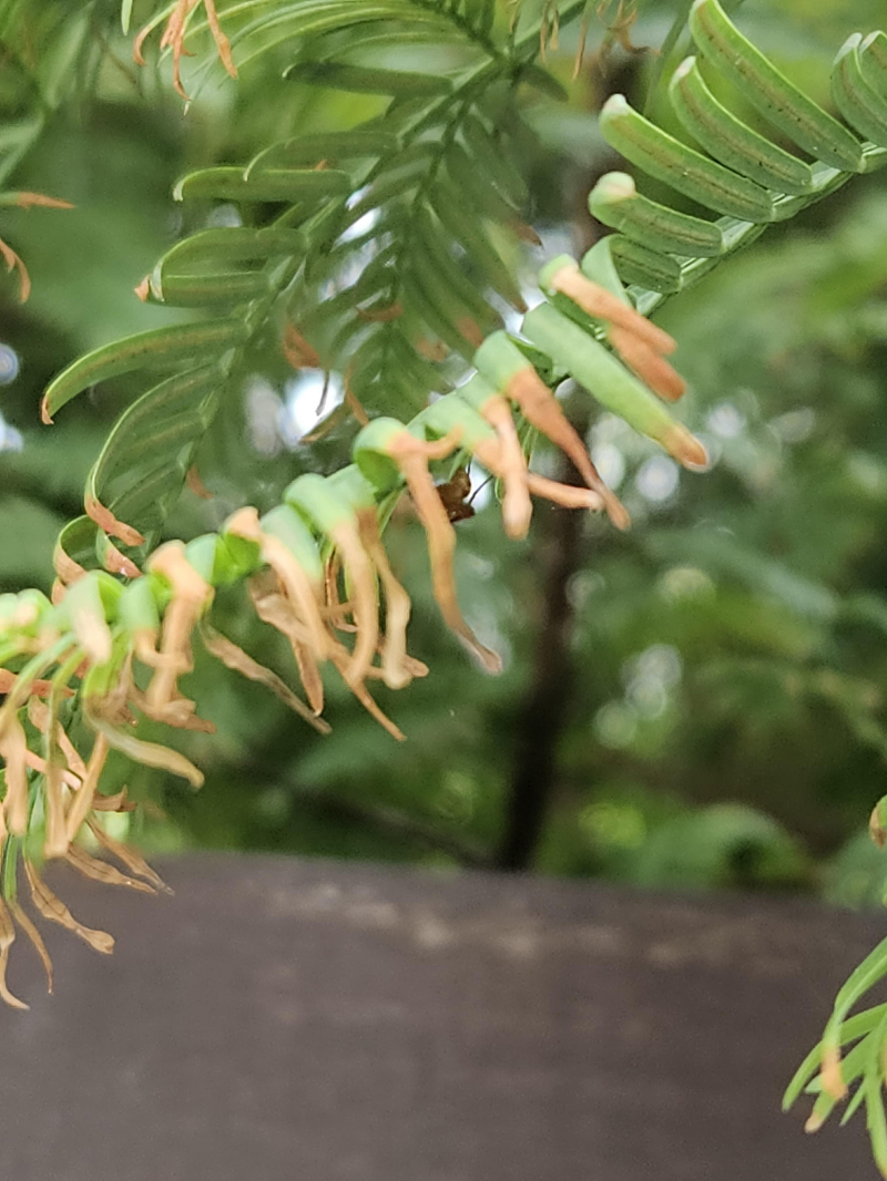 메타세쿼이아 잎마름병3