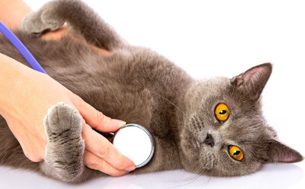 검사를 받는 고양이.