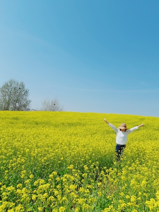 유채꽃 명소