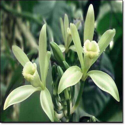 바닐라 효능 및 재배