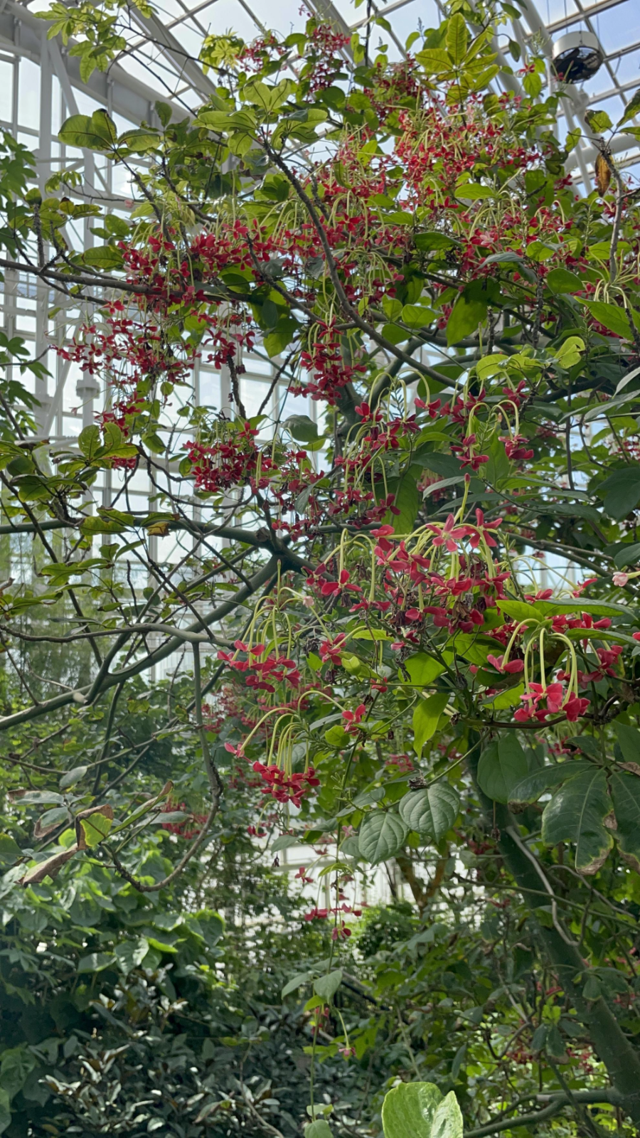 국립 세종수목원 사계절 전시온실 열대식물전시원 