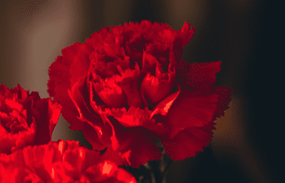 스승의 날 선물