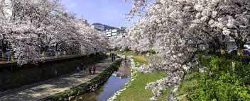 궁거랑 벚꽃축제 기본일정과 프로그램 및 초대가수 소개 (요요미 출연)