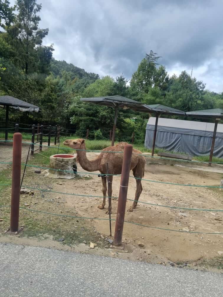오월드 사파리 낙타