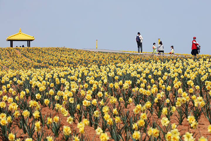 수선화 축제