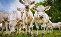 농축산물 할인지원