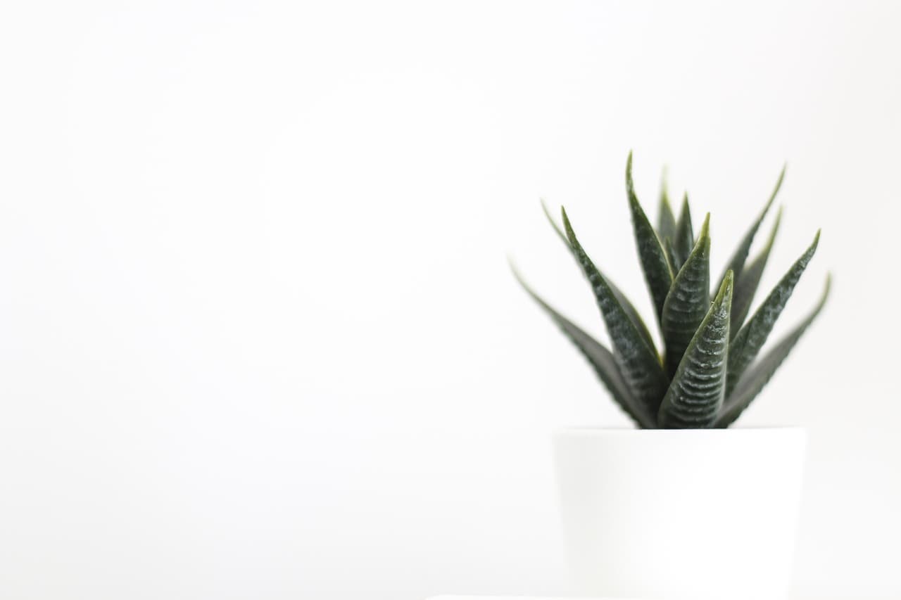 희귀 식물 씨앗을 발아시키는 방법