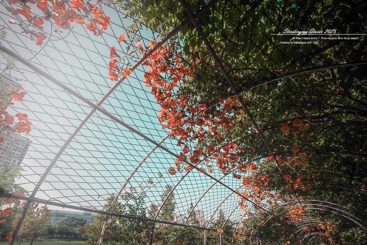 #청주 #오송 #호수공원 #오송호수공원 #능소화