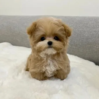 말티푸가격 2024년 솔직한 분양가 정보_51