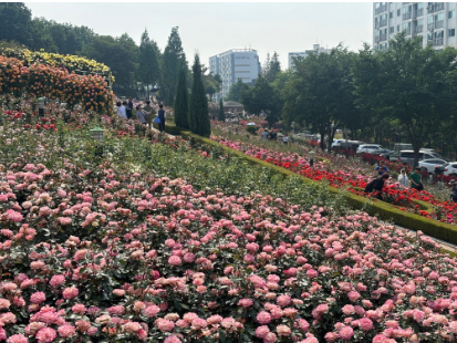 부천 장미축제 날짜 주차장