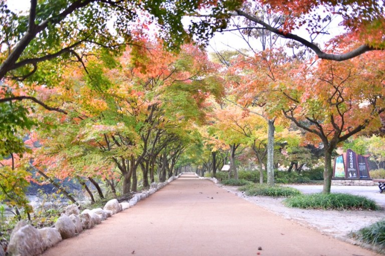 내장산 단풍시기