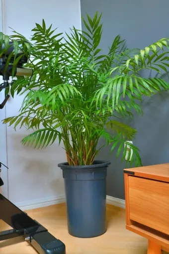 테이블야자 키우기 물주기 실내위치 통풍관리 사무실과 집 모두 적용_14