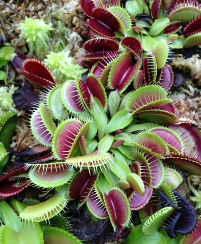 식충식물 파리지옥 벌레 잡이 식물