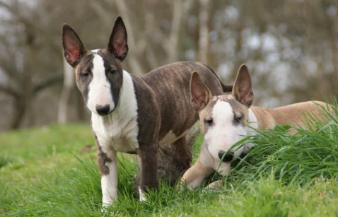 불 타입 테리어 종류/출처:어도비스톡