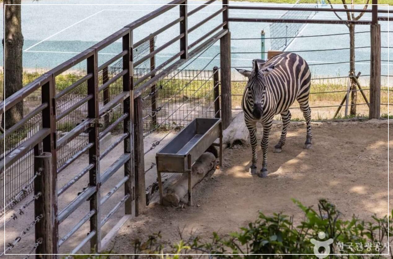 청주 가볼만한곳 베스트10 청주동물원