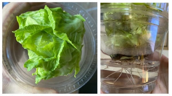 양배추물꽂이15일차