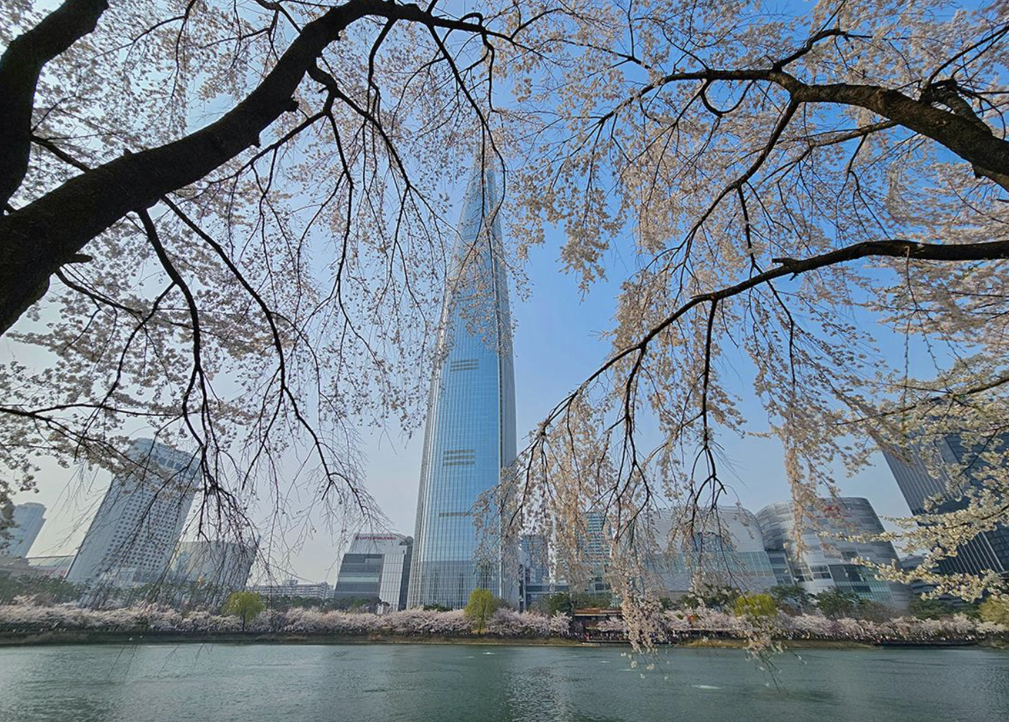 서울 석촌호수 벗꽃 축제 일정